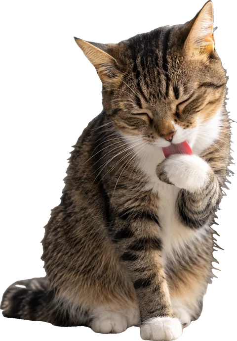 Gato rajado sentado